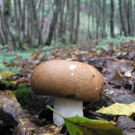 Russula vesca